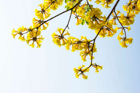 Yellow Flower o2の写真素材