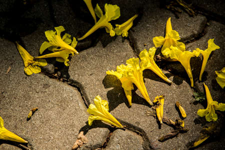 Droop 03の写真素材