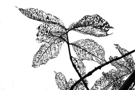 Black & Whiteの写真素材