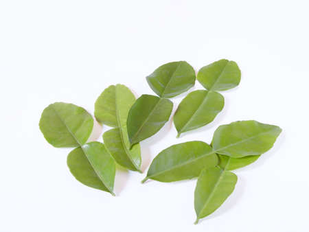 Fresh lime leaves の写真素材