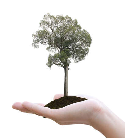 Hand holding big treeの写真素材