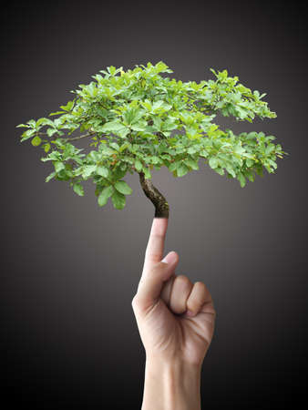 Finger of treeの写真素材