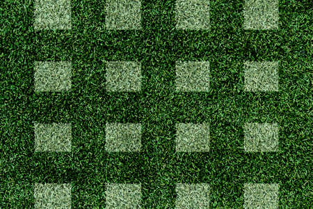 Green grassの写真素材