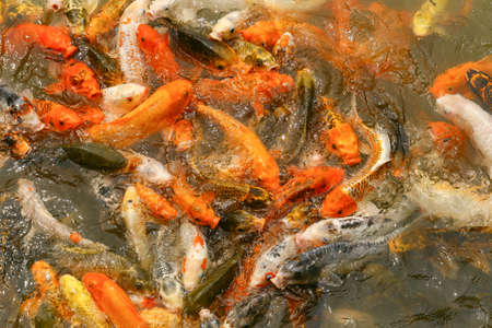 Koi Carps Swimming In The Water (koi, fish, pond)の写真素材