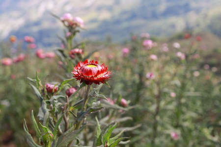 flowerの写真素材
