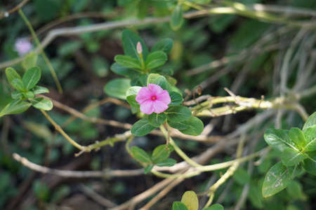 A pink flower.の写真素材