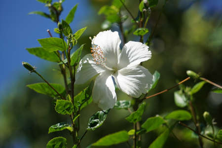 A white flower.の写真素材