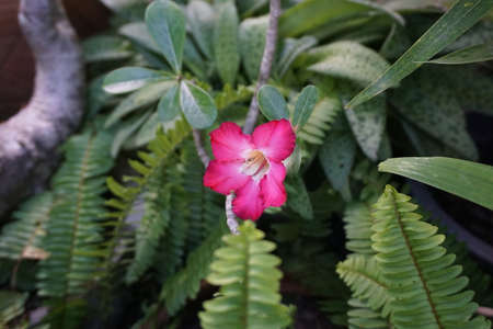 a pink flower.の写真素材