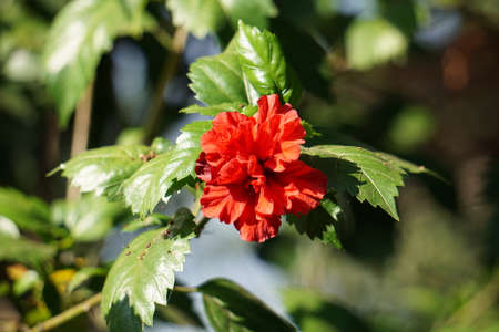a red flower.の写真素材