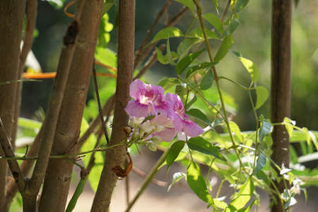 a pink flower.の写真素材