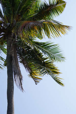 A ten years coconut.の写真素材