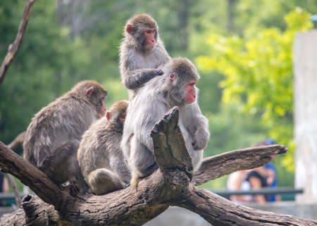 Group of snow monkey watching zoo visitors from tree branchの写真素材