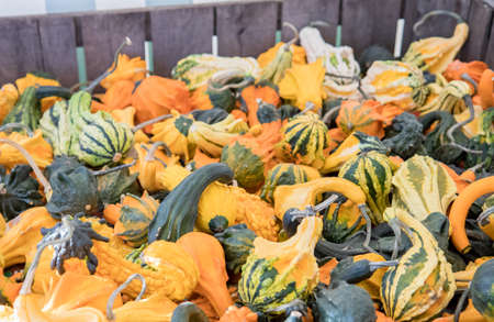 Wooden crate full of small ornamental gourds for sale at an autumn farmer's maket