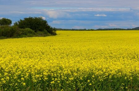 yellow field landscapeの写真素材