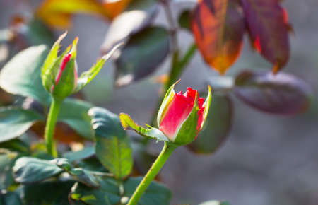 bush of beautiful red rosesの写真素材