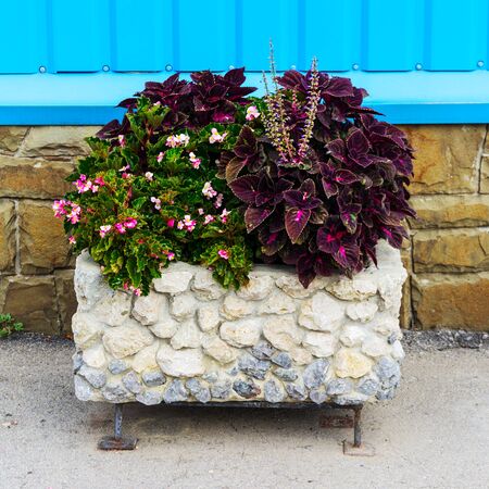 multi-colored flowers in a pot against a stone wallの写真素材