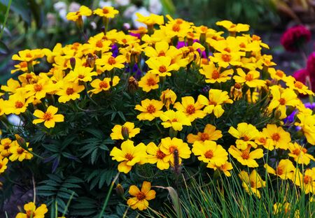 yellow flowers growing on a lawnの写真素材