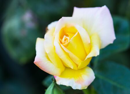 rose on a bush close upの写真素材