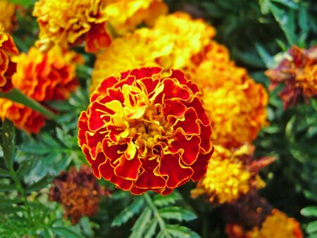 orange carnation in the gardenの写真素材