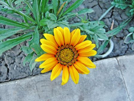 yellow marigold in the gardenの写真素材