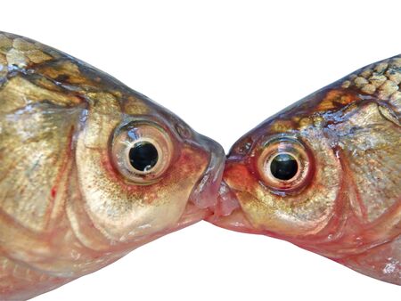 two carps isolated on whiteの写真素材