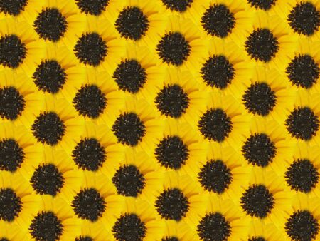 yellow camomile textureの写真素材