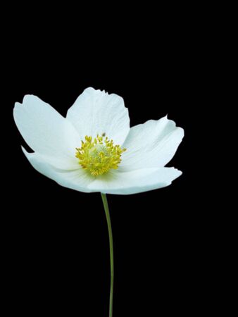 white flower isolate on whiteの写真素材