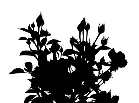 roses silhouette, element for your designのイラスト素材