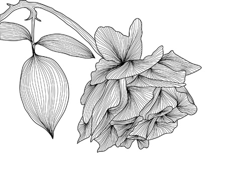 hand drawn decorative rose for your designのイラスト素材