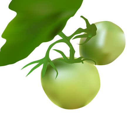 green tomatoes, food ingredientのイラスト素材
