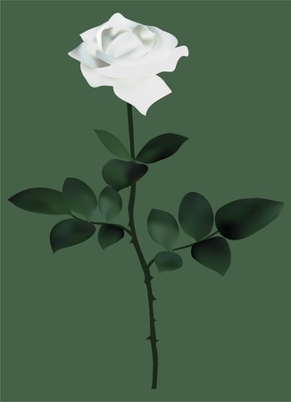 elegant white rose, symbol of innocence and purity, for your designのイラスト素材