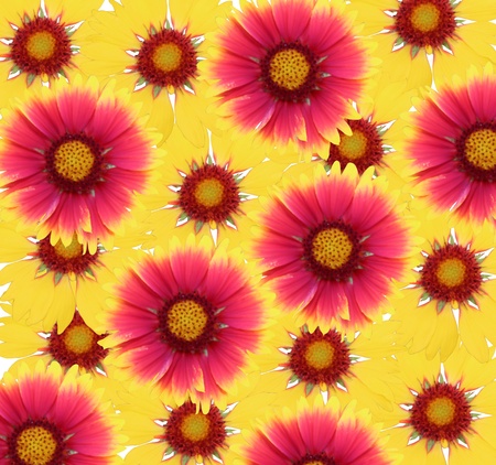 floral background with gaillardia flowersの写真素材
