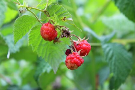 ripe red raspberry branch in the summer gardenの写真素材