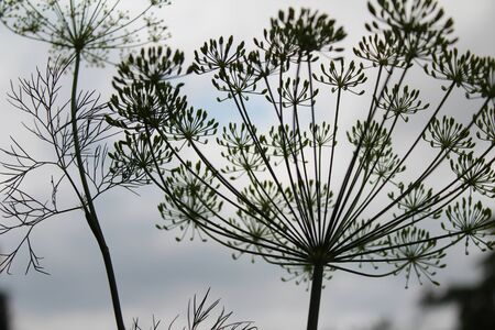 beautiful dill flowers inflorescences close up