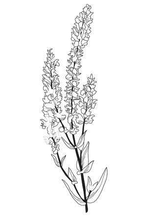 hand drawn decorative flower, design elementのイラスト素材