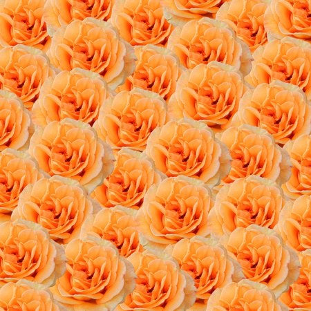 floral background with beautiful orange roses