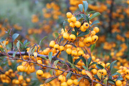 ripe yellow berries in the autumn garden