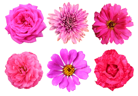 set of 6 beautiful pink flowers, roses, chrysanthemum and zinnia, isolated on white backgroundの写真素材