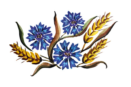 elegant watercolor cornflowers and wheat, design elementsの写真素材