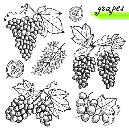 Hand drawn decorative grapes, whole and sliced, and grape flower. Design elements. Can be used for cards, invitations, scrapbooking, print, manufacturingのイラスト素材
