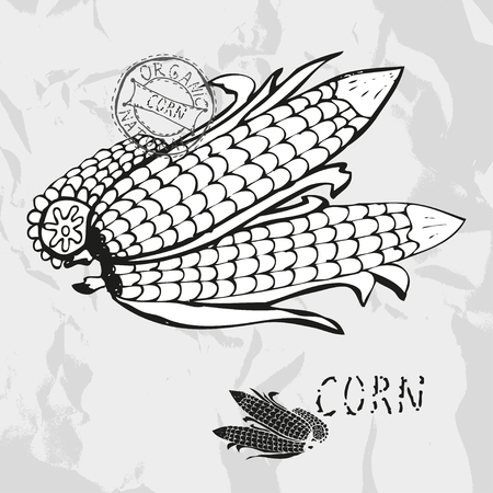 Hand drawn whole and sliced corns with leaves, design elements. Vegetable. Can be used for cards, invitations, gift wrap, print, scrapbooking. Kitchen themeのイラスト素材