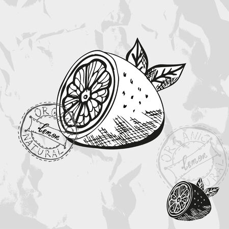 Hand drawn decorative lemon fruits, design elements. Citrus collection. Can be used for cards, invitations, gift wrap, print, scrapbooking. Kitchen themeのイラスト素材