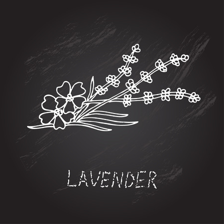 Hand drawn decorative lavender, design elementのイラスト素材