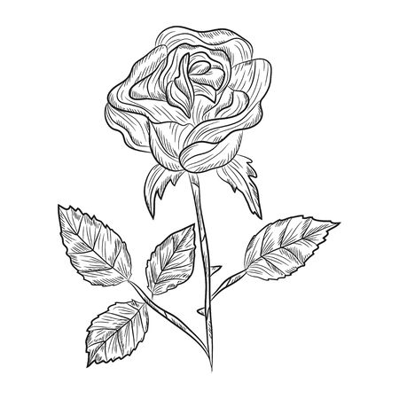 Elegant decorative rose flower, design elementのイラスト素材