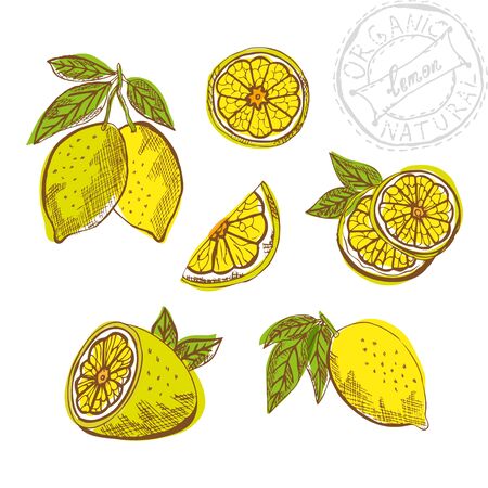 Hand drawn decorative lemon fruits set, design elements. Can be used for cards, invitations, gift wrap, print, scrapbooking. Kitchen themeのイラスト素材