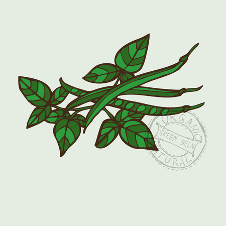 Hand drawn decorative green beans, design elements. Can be used for cards, invitations, gift wrap, print, scrapbooking. Kitchen themeのイラスト素材