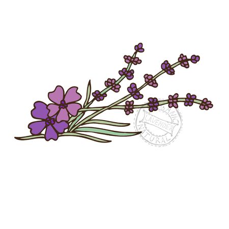 Hand drawn decorative lavenderのイラスト素材