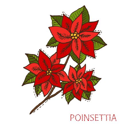 Hand drawn decorative christmas poinsettia flowers, design elements. Can be used for cards, invitations, gift wrap, print, scrapbooking. Christmas and New Year backgroundのイラスト素材