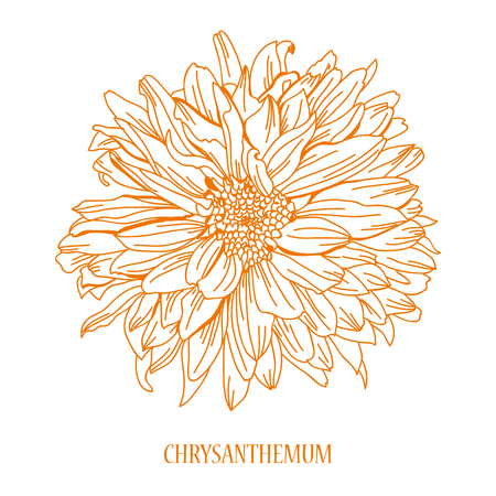 Elegant decorative chrysanthemum flower, design element. Floral decoration for vintage wedding invitations, greeting cards, bannersのイラスト素材