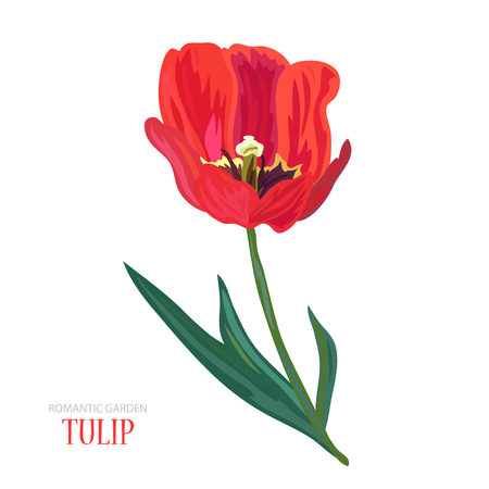 Elegant hand drawn decorative tulip flower, design element. Floral branch. Floral decoration for invitations, greeting cards, bannersのイラスト素材